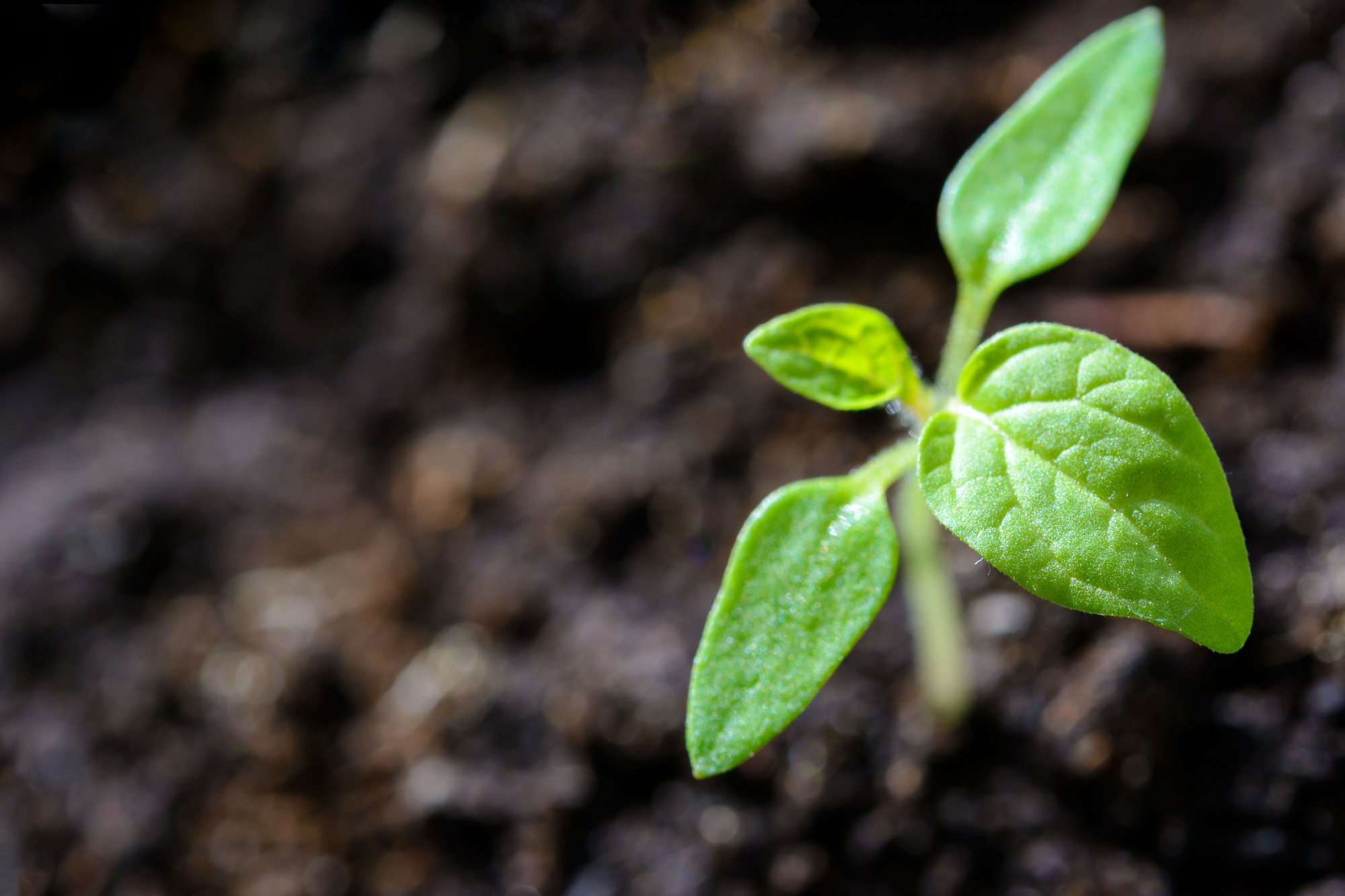 Start your garden