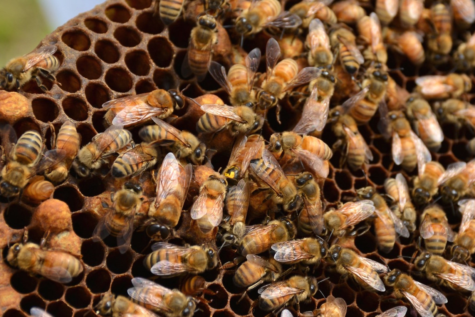 Flowering Seeds That Bring Bees & Butterflies