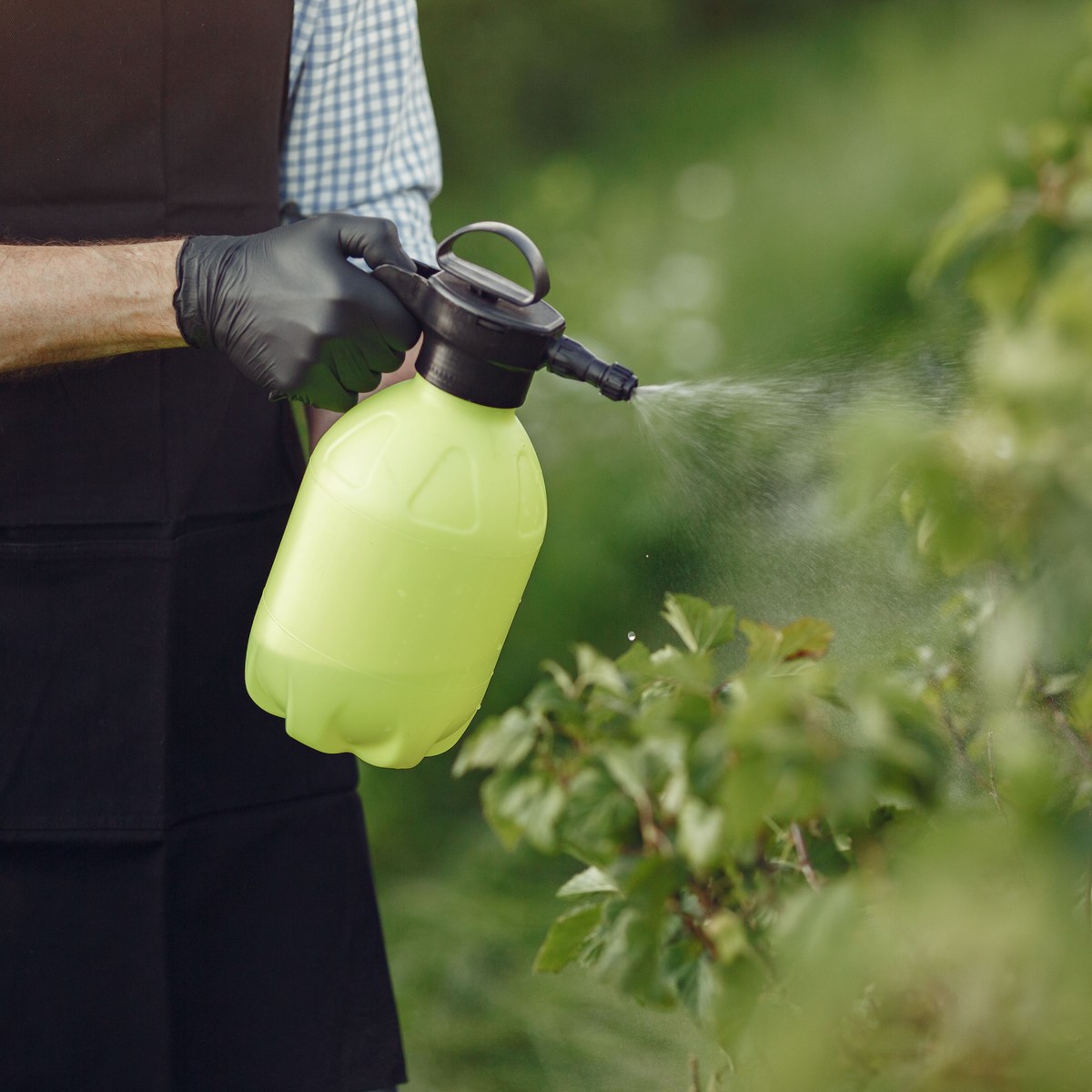 Plant
Protection
